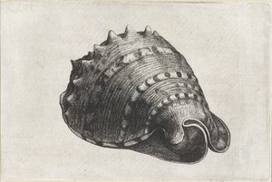Conchiglia, cassis cornuta (conchiglie) da Wenceslaus Hollar