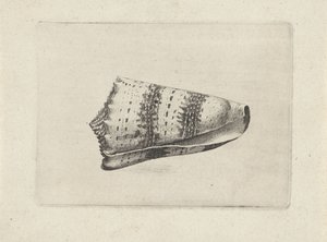 Conus imperialis da Wenceslaus Hollar