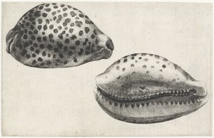 Conchiglia, cypraea tigris da Wenceslaus Hollar