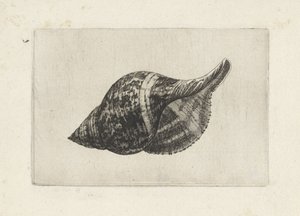 Conchiglia, fasciolaria tulipa da Wenceslaus Hollar