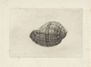 Schelp, harpa major da Wenceslaus Hollar