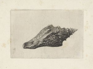 Conchiglia, hemifusus ternatanus da Wenceslaus Hollar