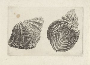 Schelp, hippopus hippopus da Wenceslaus Hollar