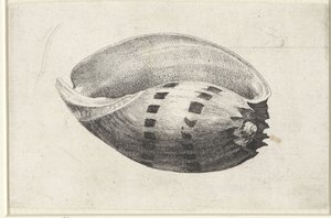 Conchiglia, melo amphora (Conchiglie) da Wenceslaus Hollar