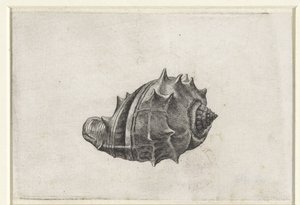 Conchiglia, melongena melongena