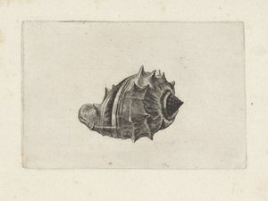 Conchiglia, melongena melongena da Wenceslaus Hollar