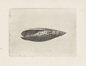 Mitra papalis da Wenceslaus Hollar