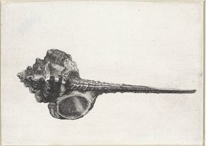 Conchiglia, murex haustellum da Wenceslaus Hollar