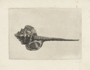Conchiglia, murex haustellum da Wenceslaus Hollar