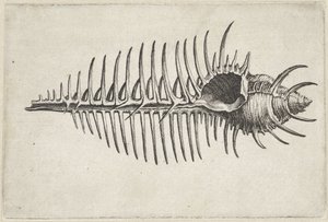 Conchiglia, murex pecten da Wenceslaus Hollar