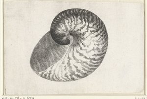 Schelp, nautilus pompilius da Wenceslaus Hollar