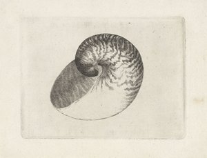 Conchiglia, nautilus pompilius