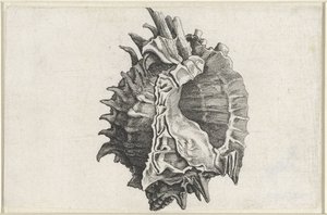 Conchiglia, phyllonotus erythrostomus da Wenceslaus Hollar