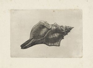 Conchiglia, pleuroploca trapezium (serie Schelpen)