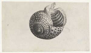 Conchiglia, tonna dolium da Wenceslaus Hollar