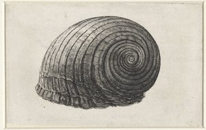 Conchiglia, tonna galea