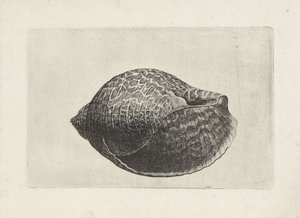 Conchiglia, tonna perdix da Wenceslaus Hollar