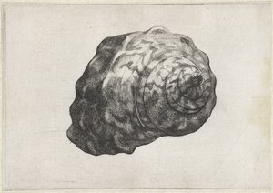 Conchiglia, turbo sarmaticus da Wenceslaus Hollar