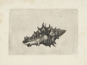 Conchiglia, vasum ceramicum da Wenceslaus Hollar