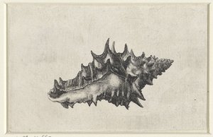 Conchiglia, vasum ceramicum da Wenceslaus Hollar