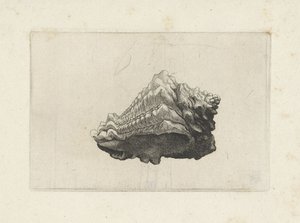 Schelp, vasum muricatum born da Wenceslaus Hollar