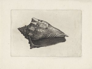 Conchiglia, voluta ebraea da Wenceslaus Hollar