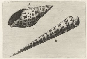 Schelpen, mitra cardinalis (A) e terebra subulata (B) da Wenceslaus Hollar