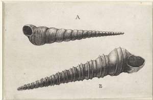 Conchiglie, turritella terebra (A) e turritella duplicata (B) (conchiglie) da Wenceslaus Hollar