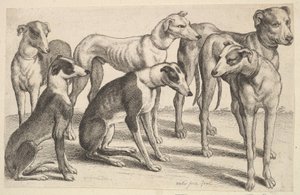 Sei Segugi da Wenceslaus Hollar