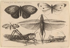Sei Insetti da Wenceslaus Hollar