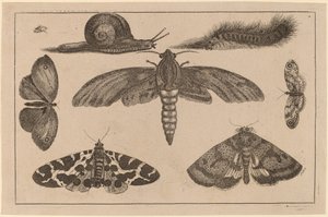 Sei insetti, un bruco e una lumaca da Wenceslaus Hollar