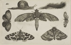 Sei Insetti, un Bruco e una Lumaca da Wenceslaus Hollar