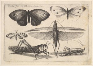 Sei insetti, 1646 da Wenceslaus Hollar