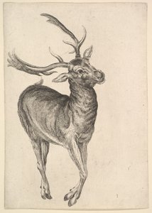 Cervo, 1625-77 da Wenceslaus Hollar