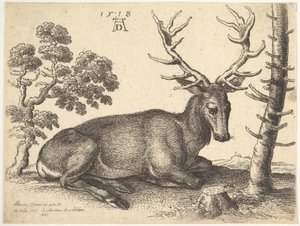 Cervo sdraiato a destra, 1649 da Wenceslaus Hollar
