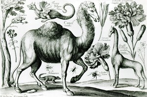 Studio di animali e fiori, inciso da D. Loggan da Wenceslaus Hollar