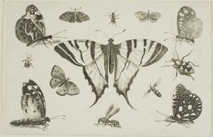 Farfalla a Coda di Rondine e Altri Dodici Insetti da Wenceslaus Hollar