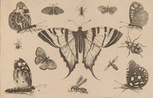 Farfalla a Coda di Rondine e Dodici Altri Insetti da Wenceslaus Hollar