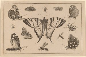 Farfalla coda di rondine e altri dodici insetti da Wenceslaus Hollar