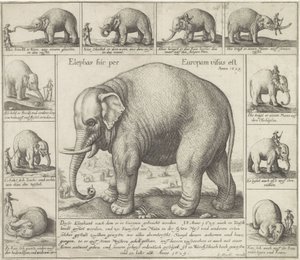 Elefante addomesticato da Wenceslaus Hollar