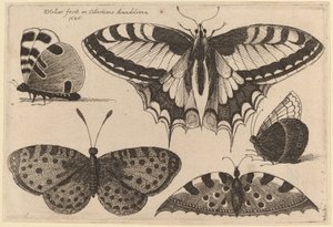 Tre Farfalle e Due Falene da Wenceslaus Hollar