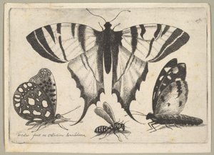 Tre farfalle e una vespa, 1646 da Wenceslaus Hollar