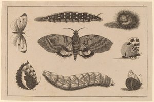 Tre bruchi, una falena e quattro farfalle da Wenceslaus Hollar