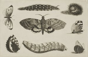 Tre bruchi, una falena e quattro farfalle da Wenceslaus Hollar