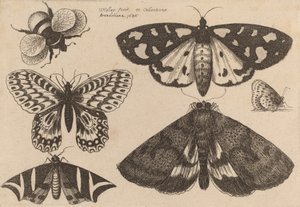 Tre Falene, Due Farfalle e un Bombo, 1646 da Wenceslaus Hollar