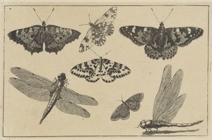 Due libellule e cinque farfalle da Wenceslaus Hollar