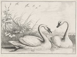 Due cigni da Wenceslaus Hollar