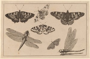 Due libellule e cinque farfalle da Wenceslaus Hollar