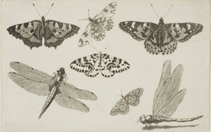 Due libellule e cinque farfalle da Wenceslaus Hollar