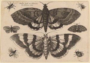 Due Falene e Sei Insetti da Wenceslaus Hollar